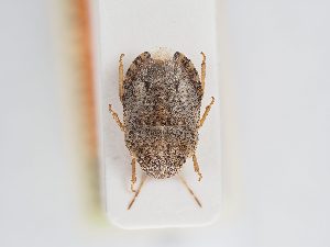  ( - BGE_ZSM_HET_0194)  @11 [ ] by-nc-sa (2024) SNSB, Staatliche Naturwissenschaftliche Sammlungen Bayerns ZSM (SNSB, Zoologische Staatssammlung Muenchen)