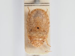  ( - BGE_ZSM_HET_0195)  @11 [ ] by-nc-sa (2024) SNSB, Staatliche Naturwissenschaftliche Sammlungen Bayerns ZSM (SNSB, Zoologische Staatssammlung Muenchen)