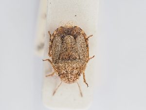  ( - BGE_ZSM_HET_0197)  @11 [ ] by-nc-sa (2024) SNSB, Staatliche Naturwissenschaftliche Sammlungen Bayerns ZSM (SNSB, Zoologische Staatssammlung Muenchen)