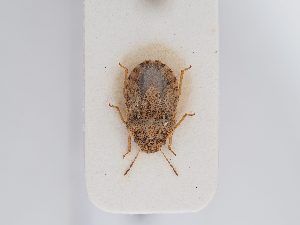  ( - BGE_ZSM_HET_0209)  @11 [ ] by-nc-sa (2024) SNSB, Staatliche Naturwissenschaftliche Sammlungen Bayerns ZSM (SNSB, Zoologische Staatssammlung Muenchen)
