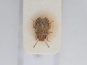  ( - BGE_ZSM_HET_0210)  @11 [ ] by-nc-sa (2024) SNSB, Staatliche Naturwissenschaftliche Sammlungen Bayerns ZSM (SNSB, Zoologische Staatssammlung Muenchen)