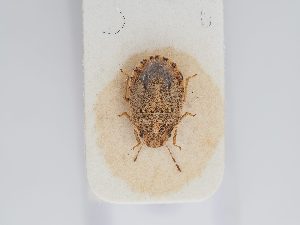  ( - BGE_ZSM_HET_0212)  @11 [ ] by-nc-sa (2024) SNSB, Staatliche Naturwissenschaftliche Sammlungen Bayerns ZSM (SNSB, Zoologische Staatssammlung Muenchen)