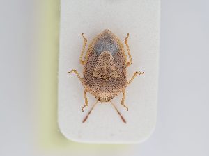  ( - BGE_ZSM_HET_0214)  @11 [ ] by-nc-sa (2024) SNSB, Staatliche Naturwissenschaftliche Sammlungen Bayerns ZSM (SNSB, Zoologische Staatssammlung Muenchen)