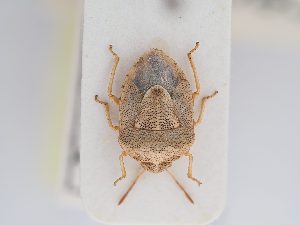  (Stagonomus grenieri - BGE_ZSM_HET_0215)  @11 [ ] by-nc-sa (2024) SNSB, Staatliche Naturwissenschaftliche Sammlungen Bayerns ZSM (SNSB, Zoologische Staatssammlung Muenchen)
