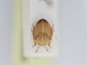  ( - BGE_ZSM_HET_0218)  @11 [ ] by-nc-sa (2024) SNSB, Staatliche Naturwissenschaftliche Sammlungen Bayerns ZSM (SNSB, Zoologische Staatssammlung Muenchen)