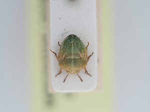  ( - BGE_ZSM_HET_0219)  @11 [ ] by-nc-sa (2024) SNSB, Staatliche Naturwissenschaftliche Sammlungen Bayerns ZSM (SNSB, Zoologische Staatssammlung Muenchen)