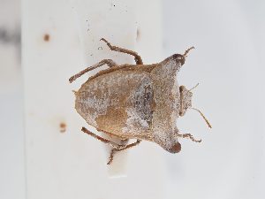  ( - BGE_ZSM_HET_0222)  @11 [ ] by-nc-sa (2024) SNSB, Staatliche Naturwissenschaftliche Sammlungen Bayerns ZSM (SNSB, Zoologische Staatssammlung Muenchen)