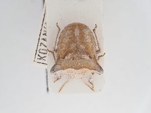  ( - BGE_ZSM_HET_0223)  @11 [ ] by-nc-sa (2024) SNSB, Staatliche Naturwissenschaftliche Sammlungen Bayerns ZSM (SNSB, Zoologische Staatssammlung Muenchen)