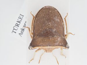  ( - BGE_ZSM_HET_0227)  @11 [ ] by-nc-sa (2024) SNSB, Staatliche Naturwissenschaftliche Sammlungen Bayerns ZSM (SNSB, Zoologische Staatssammlung Muenchen)
