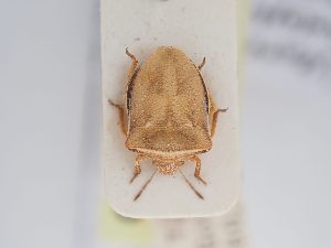  ( - BGE_ZSM_HET_0232)  @11 [ ] by-nc-sa (2024) SNSB, Staatliche Naturwissenschaftliche Sammlungen Bayerns ZSM (SNSB, Zoologische Staatssammlung Muenchen)