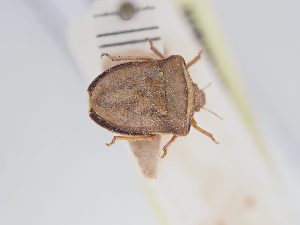  ( - BGE_ZSM_HET_0233)  @11 [ ] by-nc-sa (2024) SNSB, Staatliche Naturwissenschaftliche Sammlungen Bayerns ZSM (SNSB, Zoologische Staatssammlung Muenchen)