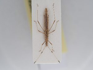 ( - BGE_ZSM_HET_0246)  @11 [ ] by-nc-sa (2024) SNSB, Staatliche Naturwissenschaftliche Sammlungen Bayerns ZSM (SNSB, Zoologische Staatssammlung Muenchen)