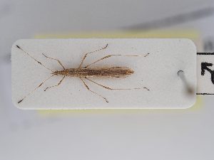  ( - BGE_ZSM_HET_0247)  @11 [ ] by-nc-sa (2024) SNSB, Staatliche Naturwissenschaftliche Sammlungen Bayerns ZSM (SNSB, Zoologische Staatssammlung Muenchen)