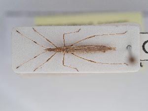  (Berytinus hirticornis - BGE_ZSM_HET_0248)  @11 [ ] by-nc-sa (2024) SNSB, Staatliche Naturwissenschaftliche Sammlungen Bayerns ZSM (SNSB, Zoologische Staatssammlung Muenchen)