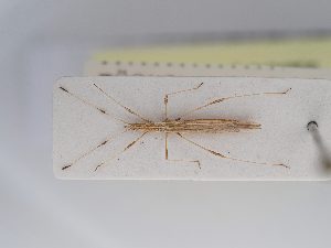  ( - BGE_ZSM_HET_0249)  @11 [ ] by-nc-sa (2024) SNSB, Staatliche Naturwissenschaftliche Sammlungen Bayerns ZSM (SNSB, Zoologische Staatssammlung Muenchen)