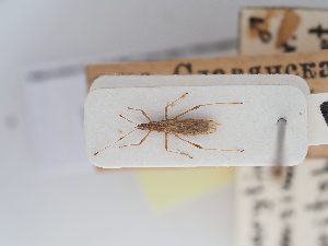  (Berytinus consimilis - BGE_ZSM_HET_0251)  @11 [ ] by-nc-sa (2024) SNSB, Staatliche Naturwissenschaftliche Sammlungen Bayerns ZSM (SNSB, Zoologische Staatssammlung Muenchen)