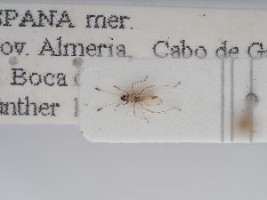  ( - BGE_ZSM_HET_0260)  @11 [ ] by-nc-sa (2024) SNSB, Staatliche Naturwissenschaftliche Sammlungen Bayerns ZSM (SNSB, Zoologische Staatssammlung Muenchen)