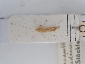  ( - BGE_ZSM_HET_0262)  @11 [ ] by-nc-sa (2024) SNSB, Staatliche Naturwissenschaftliche Sammlungen Bayerns ZSM (SNSB, Zoologische Staatssammlung Muenchen)