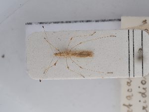  ( - BGE_ZSM_HET_0263)  @11 [ ] by-nc-sa (2024) SNSB, Staatliche Naturwissenschaftliche Sammlungen Bayerns ZSM (SNSB, Zoologische Staatssammlung Muenchen)