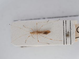  ( - BGE_ZSM_HET_0264)  @11 [ ] by-nc-sa (2024) SNSB, Staatliche Naturwissenschaftliche Sammlungen Bayerns ZSM (SNSB, Zoologische Staatssammlung Muenchen)