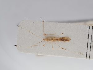  ( - BGE_ZSM_HET_0265)  @11 [ ] by-nc-sa (2024) SNSB, Staatliche Naturwissenschaftliche Sammlungen Bayerns ZSM (SNSB, Zoologische Staatssammlung Muenchen)