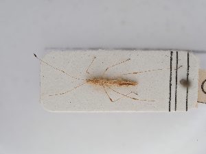  ( - BGE_ZSM_HET_0266)  @11 [ ] by-nc-sa (2024) SNSB, Staatliche Naturwissenschaftliche Sammlungen Bayerns ZSM (SNSB, Zoologische Staatssammlung Muenchen)