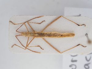  (Chorosoma gracile - BGE_ZSM_HET_0274)  @11 [ ] by-nc-sa (2024) SNSB, Staatliche Naturwissenschaftliche Sammlungen Bayerns ZSM (SNSB, Zoologische Staatssammlung Muenchen)