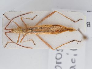  ( - BGE_ZSM_HET_0275)  @11 [ ] by-nc-sa (2024) SNSB, Staatliche Naturwissenschaftliche Sammlungen Bayerns ZSM (SNSB, Zoologische Staatssammlung Muenchen)