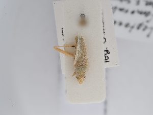  (Leptoceraea femoralis - BGE_ZSM_HET_0276)  @11 [ ] by-nc-sa (2024) SNSB, Staatliche Naturwissenschaftliche Sammlungen Bayerns ZSM (SNSB, Zoologische Staatssammlung Muenchen)