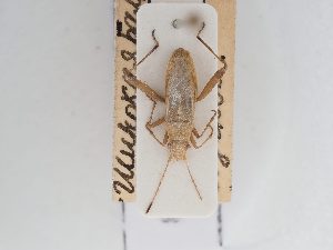  (Leptoceraea - BGE_ZSM_HET_0278)  @11 [ ] by-nc-sa (2024) SNSB, Staatliche Naturwissenschaftliche Sammlungen Bayerns ZSM (SNSB, Zoologische Staatssammlung Muenchen)