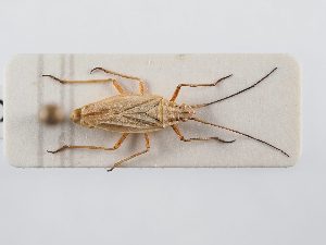  ( - BGE_ZSM_HET_0287)  @11 [ ] by-nc-sa (2024) SNSB, Staatliche Naturwissenschaftliche Sammlungen Bayerns ZSM (SNSB, Zoologische Staatssammlung Muenchen)