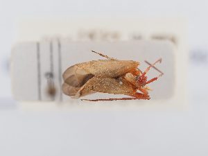  ( - BGE_ZSM_HET_0296)  @11 [ ] by-nc-sa (2024) SNSB, Staatliche Naturwissenschaftliche Sammlungen Bayerns ZSM (SNSB, Zoologische Staatssammlung Muenchen)