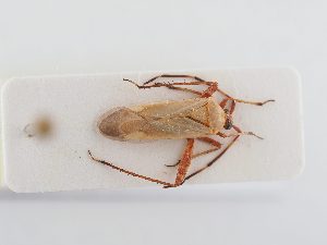  ( - BGE_ZSM_HET_0297)  @11 [ ] by-nc-sa (2024) SNSB, Staatliche Naturwissenschaftliche Sammlungen Bayerns ZSM (SNSB, Zoologische Staatssammlung Muenchen)