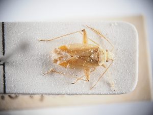  ( - BGE_ZSM_HET_0307)  @11 [ ] by-nc-sa (2024) SNSB, Staatliche Naturwissenschaftliche Sammlungen Bayerns ZSM (SNSB, Zoologische Staatssammlung Muenchen)