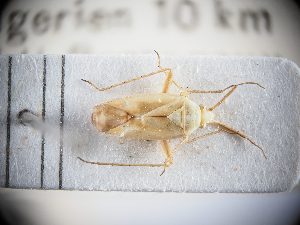  ( - BGE_ZSM_HET_0309)  @11 [ ] by-nc-sa (2024) SNSB, Staatliche Naturwissenschaftliche Sammlungen Bayerns ZSM (SNSB, Zoologische Staatssammlung Muenchen)