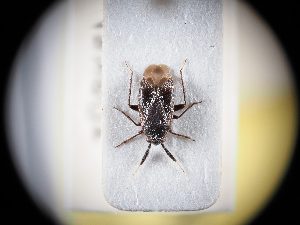  ( - BGE_ZSM_HET_0320)  @11 [ ] by-nc-sa (2024) SNSB, Staatliche Naturwissenschaftliche Sammlungen Bayerns ZSM (SNSB, Zoologische Staatssammlung Muenchen)