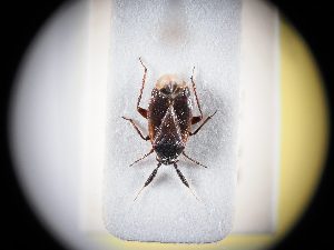  (Atractotomus amygdali - BGE_ZSM_HET_0321)  @11 [ ] by-nc-sa (2024) SNSB, Staatliche Naturwissenschaftliche Sammlungen Bayerns ZSM (SNSB, Zoologische Staatssammlung Muenchen)