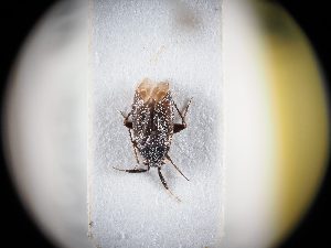  ( - BGE_ZSM_HET_0322)  @11 [ ] by-nc-sa (2024) SNSB, Staatliche Naturwissenschaftliche Sammlungen Bayerns ZSM (SNSB, Zoologische Staatssammlung Muenchen)
