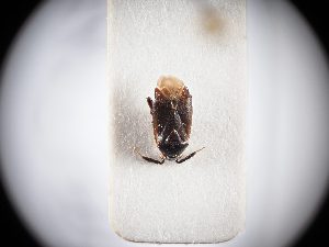  ( - BGE_ZSM_HET_0324)  @11 [ ] by-nc-sa (2024) SNSB, Staatliche Naturwissenschaftliche Sammlungen Bayerns ZSM (SNSB, Zoologische Staatssammlung Muenchen)