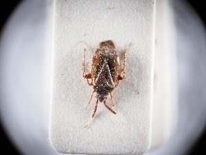  (Atractotomus rhodani - BGE_ZSM_HET_0328)  @11 [ ] by-nc-sa (2024) SNSB, Staatliche Naturwissenschaftliche Sammlungen Bayerns ZSM (SNSB, Zoologische Staatssammlung Muenchen)