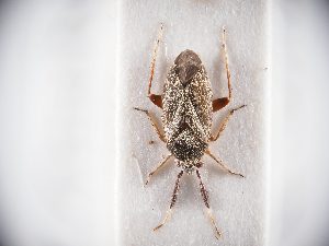  ( - BGE_ZSM_HET_0330)  @11 [ ] by-nc-sa (2024) SNSB, Staatliche Naturwissenschaftliche Sammlungen Bayerns ZSM (SNSB, Zoologische Staatssammlung Muenchen)