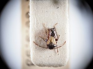  ( - BGE_ZSM_HET_0331)  @11 [ ] by-nc-sa (2024) SNSB, Staatliche Naturwissenschaftliche Sammlungen Bayerns ZSM (SNSB, Zoologische Staatssammlung Muenchen)