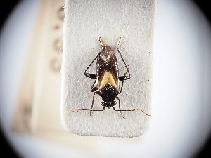  ( - BGE_ZSM_HET_0332)  @11 [ ] by-nc-sa (2024) SNSB, Staatliche Naturwissenschaftliche Sammlungen Bayerns ZSM (SNSB, Zoologische Staatssammlung Muenchen)