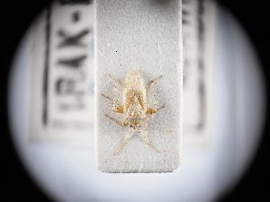  (Badezorus - BGE_ZSM_HET_0337)  @11 [ ] by-nc-sa (2024) SNSB, Staatliche Naturwissenschaftliche Sammlungen Bayerns ZSM (SNSB, Zoologische Staatssammlung Muenchen)