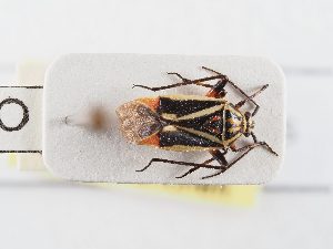  ( - BGE_ZSM_HET_0345)  @11 [ ] by-nc-sa (2024) SNSB, Staatliche Naturwissenschaftliche Sammlungen Bayerns ZSM (SNSB, Zoologische Staatssammlung Muenchen)