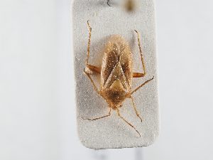  ( - BGE_ZSM_HET_0347)  @11 [ ] by-nc-sa (2024) SNSB, Staatliche Naturwissenschaftliche Sammlungen Bayerns ZSM (SNSB, Zoologische Staatssammlung Muenchen)