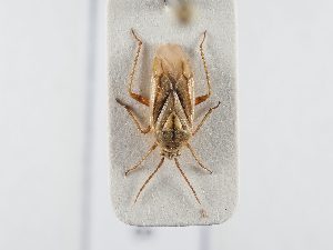  ( - BGE_ZSM_HET_0348)  @11 [ ] by-nc-sa (2024) SNSB, Staatliche Naturwissenschaftliche Sammlungen Bayerns ZSM (SNSB, Zoologische Staatssammlung Muenchen)