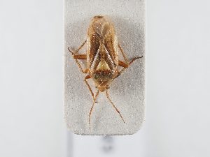  ( - BGE_ZSM_HET_0349)  @11 [ ] by-nc-sa (2024) SNSB, Staatliche Naturwissenschaftliche Sammlungen Bayerns ZSM (SNSB, Zoologische Staatssammlung Muenchen)