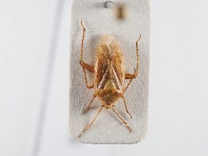  ( - BGE_ZSM_HET_0350)  @11 [ ] by-nc-sa (2024) SNSB, Staatliche Naturwissenschaftliche Sammlungen Bayerns ZSM (SNSB, Zoologische Staatssammlung Muenchen)