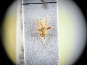  (Camptotylus - BGE_ZSM_HET_0367)  @11 [ ] by-nc-sa (2024) SNSB, Staatliche Naturwissenschaftliche Sammlungen Bayerns ZSM (SNSB, Zoologische Staatssammlung Muenchen)